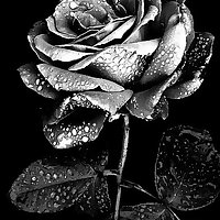 Silver-Rose